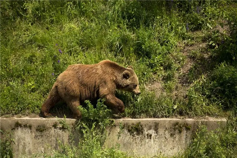 Këlyshi i ariut duke ecur përgjatë një parvaze çimentoje me bar në sfond