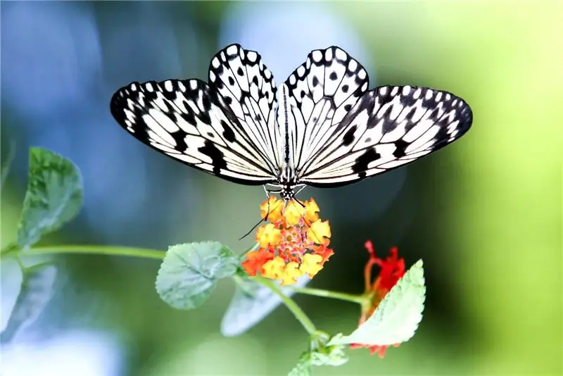 Montreal-festivaler i marts 2017 omfatter Botanisk Haves Butterflies Go Free